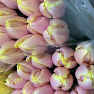 Тюльпан розовый с желтой обводкой