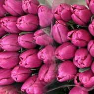 Тюльпан розовый