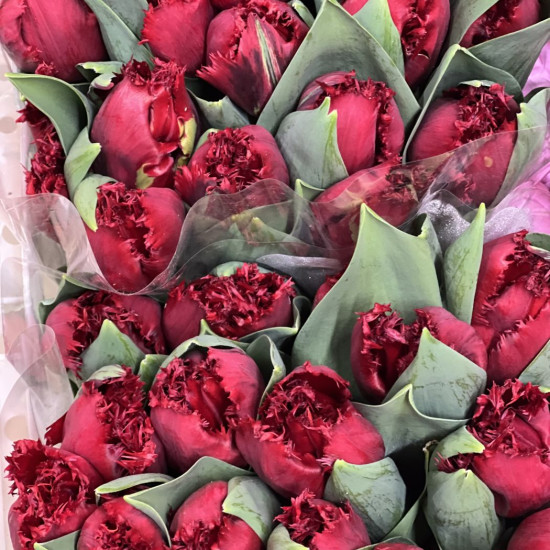 Тюльпан алый махровый