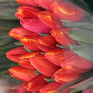 Тюльпан красно оранжевый