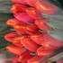 Тюльпан красно оранжевый